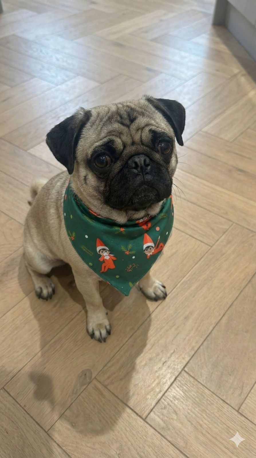 Dog Bandana Elf - Reset Loungewear