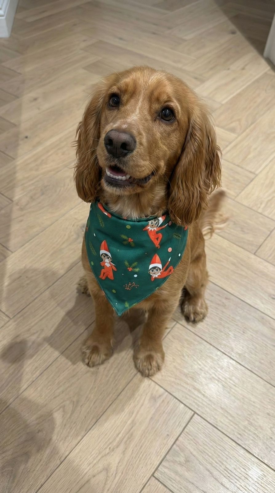 Dog Bandana Elf - Reset Loungewear